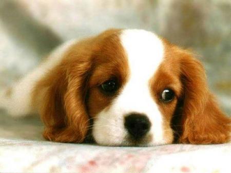 trop mignon