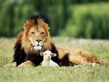 VOILA MON PAPA LION IL ET TRES MARRANT