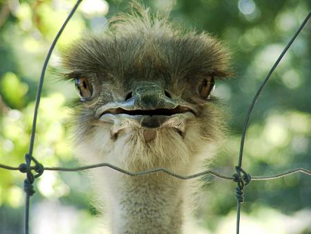 ON M'A MIS EN CAGE ALORS FESSAIT GAFE A VOUS